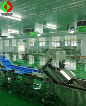廣西蒙山標(biāo)準(zhǔn)化凈菜加工車(chē)間項(xiàng)目，毛菜加工車(chē)間順利完工！